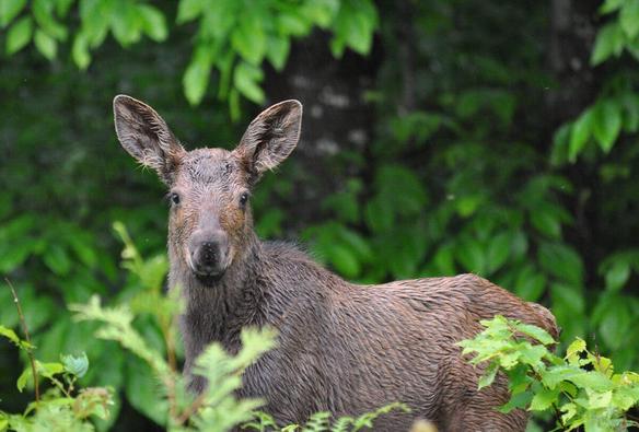 Baby moose in Algonquin Park.