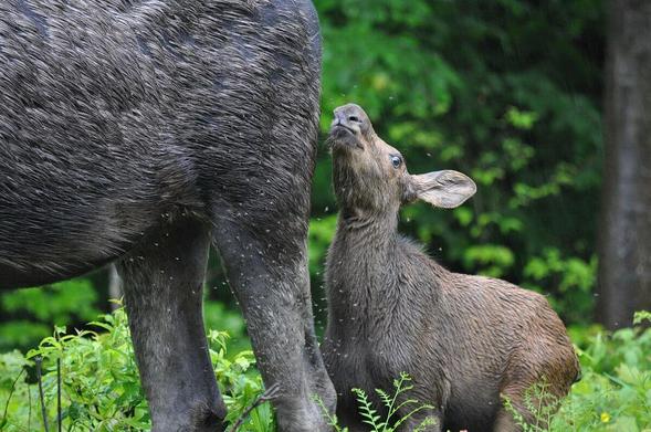 Baby moose and a million black flies in Algonquin Park.