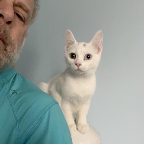 adorably white kitten sits on back of toilet behind shoulder of human wearing teal shirt