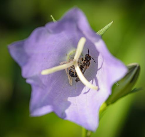 A small black bee with sparse rufous hairs sitting at the base of the three-pronged white stamen inside a lilac-coloured flower. The background is green and out-of-focus.