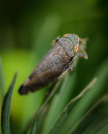 A close-up picture of a small greenish bug with orange stripes sitting on some green leaves. It has compound eyes which are orange with horizontal white and black stripes. The background is also green and out-of-focus.