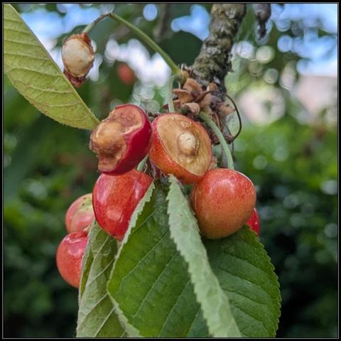 A cherry tree branch with a bunch of half-ripe cherries on them. At least three of them have already been partially eaten by birds.
