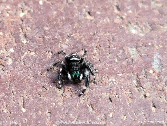 A small black jumping spider with white spots, blue-green mandibles, two forward facing eyes and two side eyes.