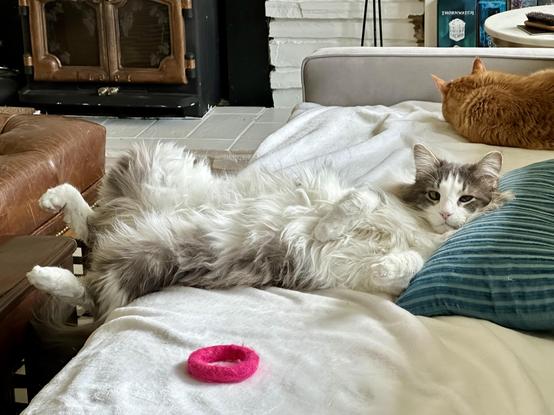 Thor, a fluffy grey and white bicolor half-Ragdoll cat, lounging on a cream blanket on a grey sofa on his back, with his back legs oozing off the front of the couch. He is turned slightly at his upper torso to look atchu, as his head rests on a turquoise pillow. A pink donut-shaped toy is in the foreground, and Loki, an orange tabby, lounges in the background in the far corner of the sofa. No braincells were activated in this picture. 
