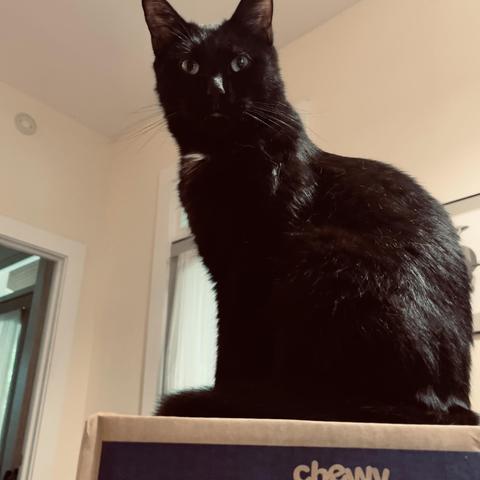 a black cat sits atop a "Chewy" cardboard box loo0king gown at us