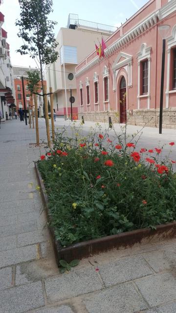 Foto tomada casi desde el suelo de una calle peatonal recién reformada. Se ven árboles y un alcorque en primer plano donde crece abundante vegetación y flores silvestres amarillas y rojas (amapolas).