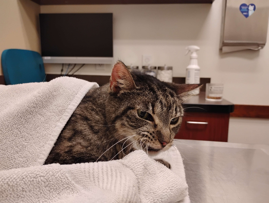 Tali [cat] wrapped up in a blanket, with her head tilted in such a way her whiskers are caught by the blanket, giving the impression of a dissatisfied look.