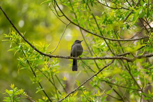 Gray Catbird perched on a tree branch along a ravine trail on a spring morning.