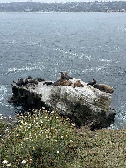 A rock formation in the ocean is occupied by a group of sea lions basking in the sun. In the foreground, wildflowers are blooming along the coastal vegetation, with a backdrop of calm water and a coastal skyline in the distance.