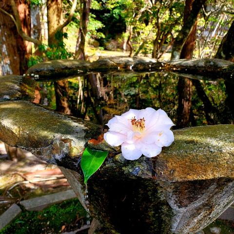 A camellia and camellia leaf rest on the edge of a wash basin at Honen-in (the leaf channeling a weak stream of water).