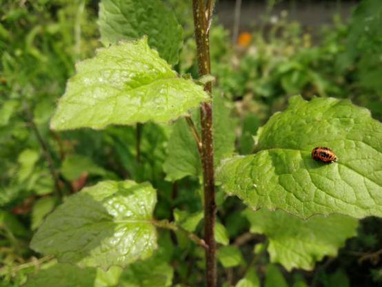 Een verpoppend lieveheersbeestje, midden op een blad. Het ziet eruit als een oranje, rimpelig, ovaal knobbeltje, met hier en daar al de suggestie van een stipje.