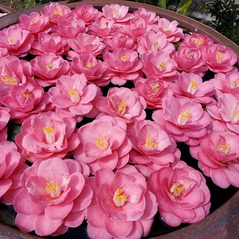 Water basin decorated with camellia flowers.