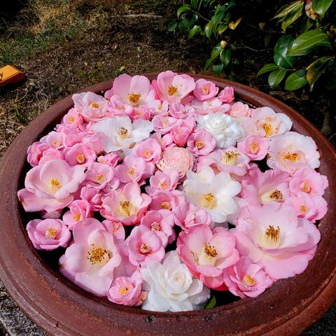 Water basin decorated with camellia flowers.