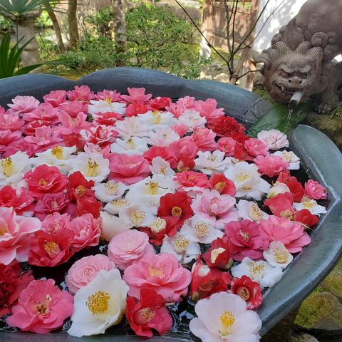 Water basin decorated with camellia flowers.