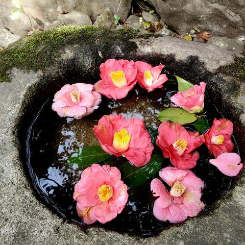 Water basin decorated with camellia flowers.