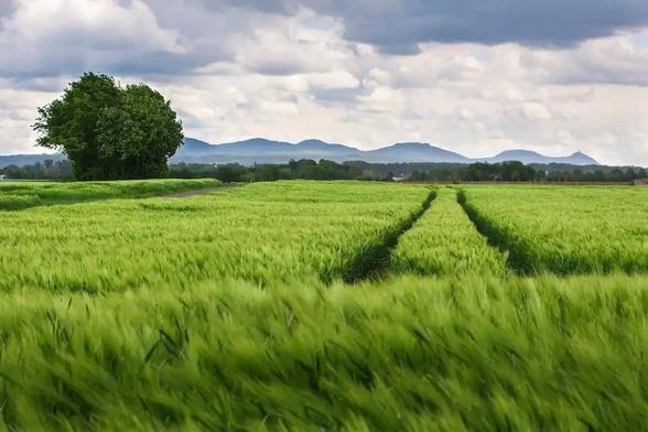 Image: image of a grassland. Credit: Pixabay