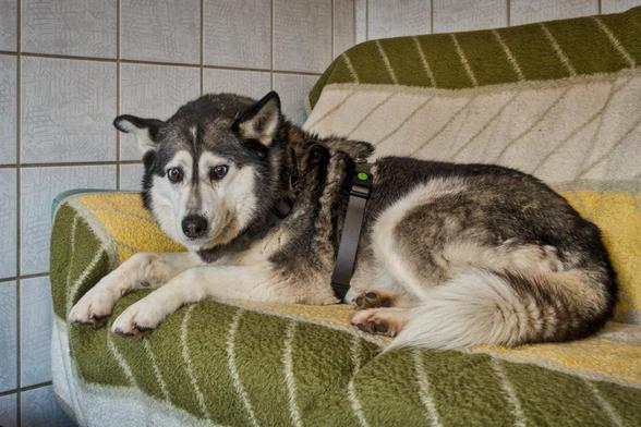 A husky lies relaxed on a couch. The dog has a dense, grey-brown coat with white and black markings. His ears are erect and he is wearing a black harness. The couch is covered with a green and yellow blanket with diagonal patterns, and in the background is a wall with light-coloured, patterned tiles.