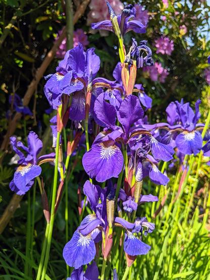 A cluster of vibrant purple iris flowers in full bloom, with tall green stems and delicate white and yellow markings on the petals, growing in a sunlit garden surrounded by lush greenery and hints of pink blossoms in the background.