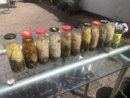 På glasbordet står de 10 flasker med nummer 10 yderst til venstre. Tydelig gulfarvning i dem alle undtaget flaske 9 der er orange. Helt til højre står et lysegrønt kaffekrus med blå/hvide stedmorblomsters i. 