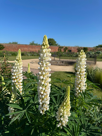A patch of white lupins fill the foreground of the photo. Behind the flower spikes is some grass the path leading to the well head in the centre of the walled garden, and beyond are more flowerbeds, the red brick walls and a cloudless blue sky.
