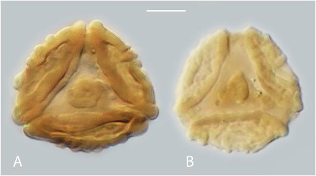 Grimmipollis burmanica (IBED-T 40.976/IBED-T 40.974), a sopberry flowering plant from the late Eocene of Central Myanmar.
