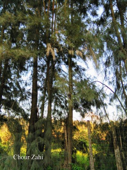 De grands arbres verts devant une clôture, avec de la lumière du soleil entre les branches