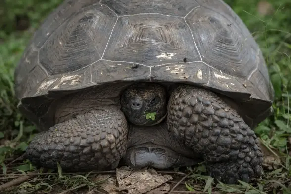 A Giant Tortoise, Galapagos 