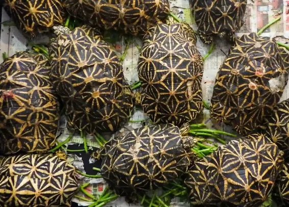 Rescued Indian star tortoises.