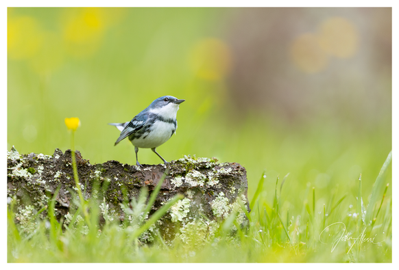Warbler is perched in the lower left third of the frame on a lichen covered log on in the grass, looking right.  The background is out of focus grass dotted with yellow flowers.