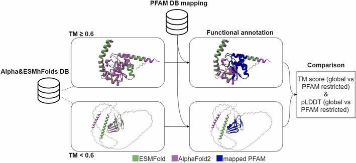 AlphaFold2 and ESMFold: A large-scale pairwise model comparison of human enzymes upon Pfam functional annotation. Computational and Structural Biotechnology Journal, DOI: https://doi.org/10.1016/j.csbj.2025.01.008
