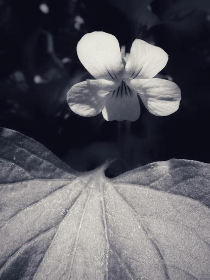 A small white violet is seen in the forest with a large leaf below it. The background is dark in this black and white image.