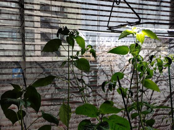 Chili and tomato plants with buildings acrosss the street as background, seen through open blinders and see-trough curtains.