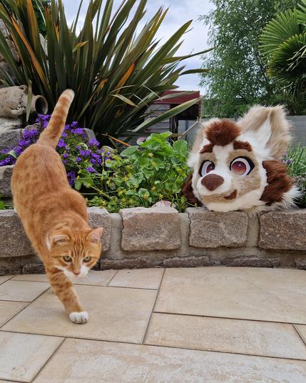 Garfield (housepet who inspired my OC Bracket) leaving the garden