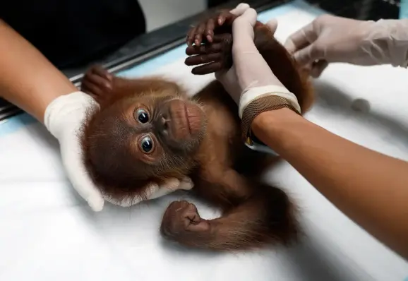 A vet checks over a rescued baby orangutan.