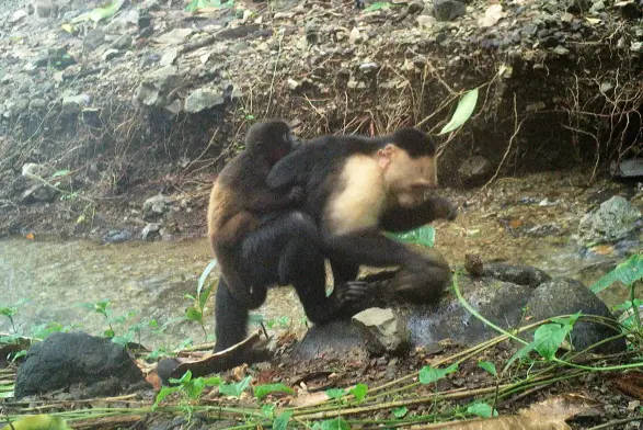 baby howler monkey clinging onto a young adult male capuchin monkey.