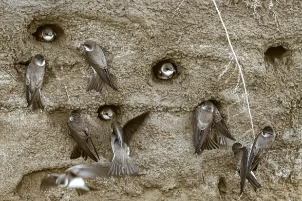 A colony of sand martins.