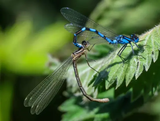 Two damselflies form a heart shape (almost) as they mate.