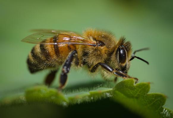 A close-up side-on picture of a honey bee sitting on a green leaf. The bee is very hairy, with various little bits of pollen stuck to it. It is mostly yellow-orange with black bands, black legs, and black compound eyes. 