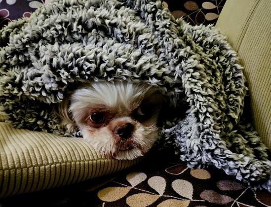 A shitzu dog, wrapped in a cozy blanket, with his head sticking out.