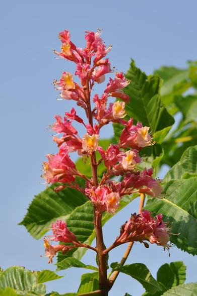 Red Horse Chestnut Trees are putting on a good show with beautiful flowers.