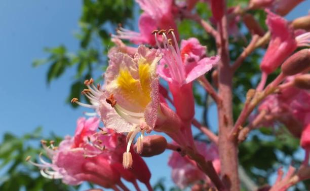 Red Horse Chestnut Trees are putting on a good show with beautiful flowers.