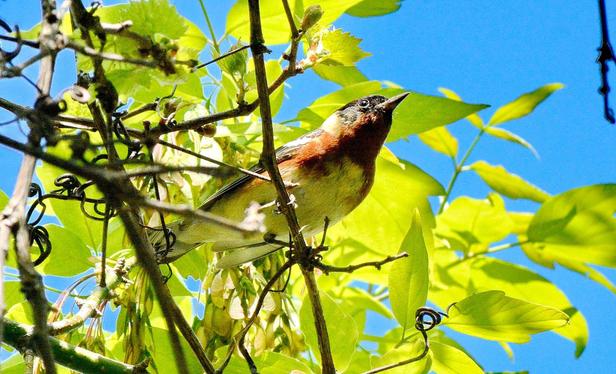 Bay-breasted Warbler