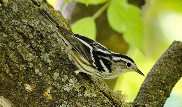 Black-and-white Warbler 