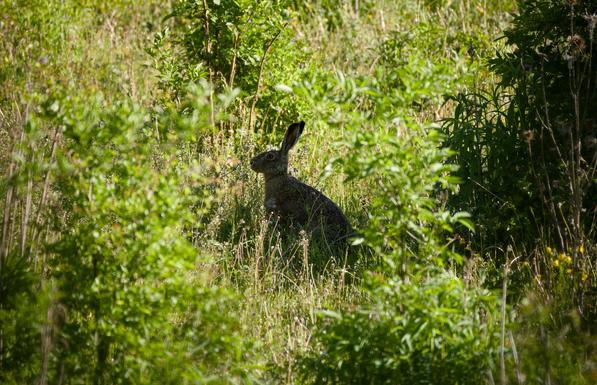 A hare in a wild meadow, sitting in the shadow cast by a bush.
