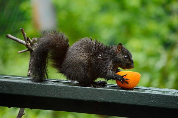 Squirrel enjoys an orange.