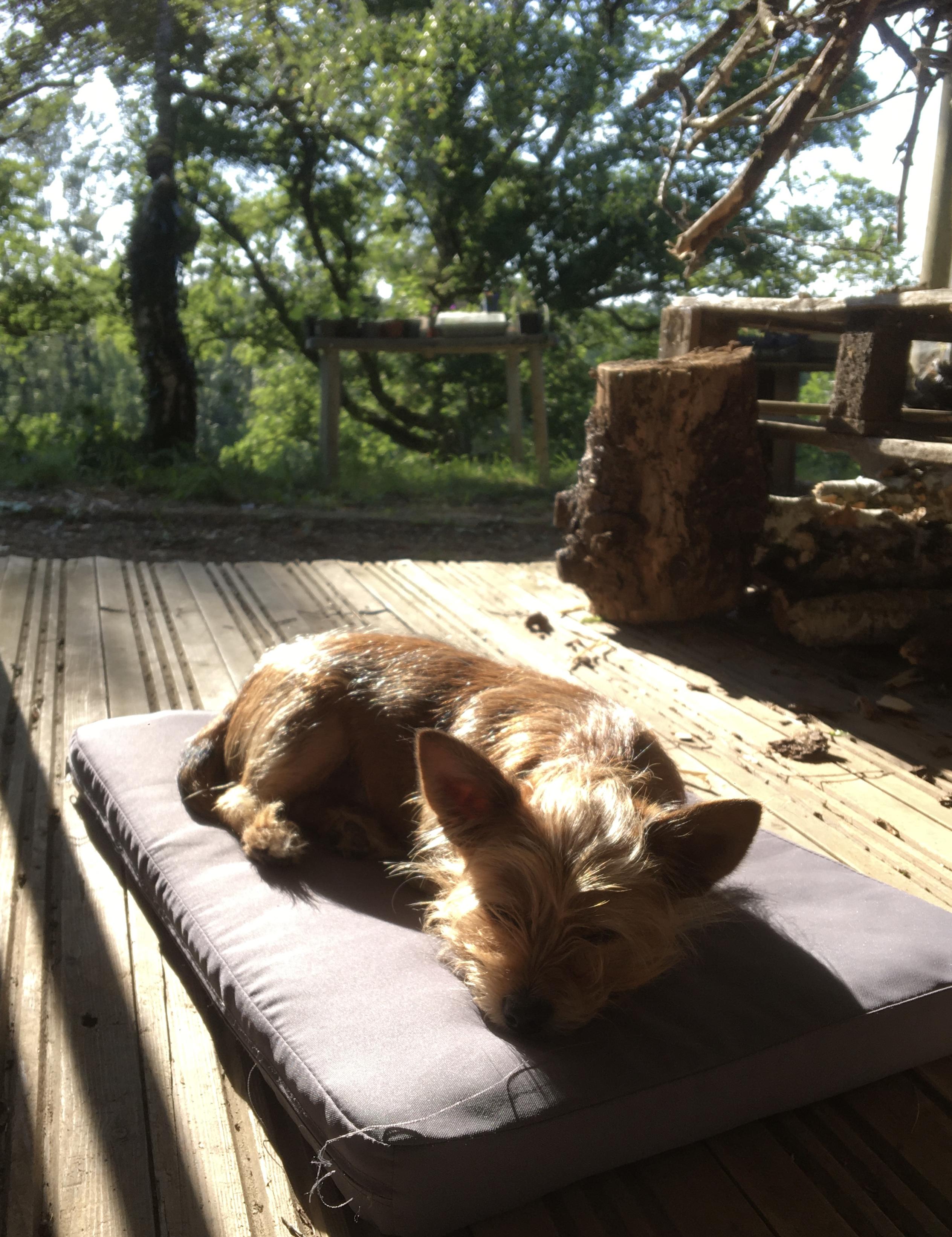 against a wooded backdrop with shadows cast by the evening sun, a small tricolour Yorwich terrier type dog rests prone facing the viewer on a grey cushion on a wooden deck against a wooded backdrop with shadows cast by the evening sun, a small tricolour Yorwich terrier type dog rests prone facing the viewer on a grey cushion on a wooden deck