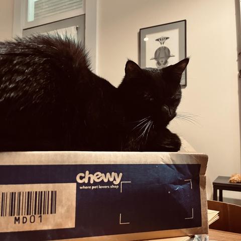 a black cat lies on a box head turned toward us, a Charley Harper print of a raccoon in the background