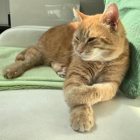 A red cat, lying comfortably on a lime green blanket and darker green pillow on a white leather couch.