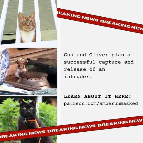 collage: 3 images on the left: orange and white cat Oliver looking out from between the railings of the balcony; photo of a mouse on a stove; black cat Gus sitting outside. 
"Breaking News" banner tape criss-crossed over the image; text on the right: "Gus and Oliver plan a successful capture and release of an intruder. LEARN ABOUT IT HERE: patreon.com/amberunmasked"
