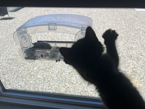 Baby black cat learning about birds through a window